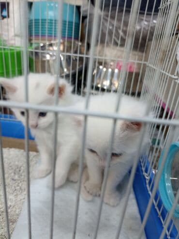 Птицы: Ağ rəngli bala pişiklər Turk Anqoru qrupundan iki ədəd,biri 100 — 3