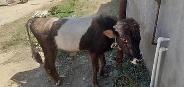 Dana, buzov, Erkək, ay: 1, 50 kq, Damazlıq, Ünvandan götürmə, Ödənişli çatdırılma