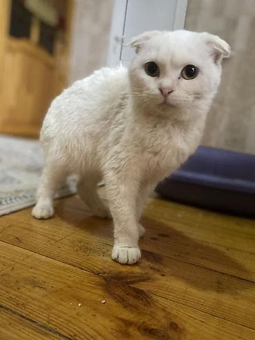 siam pişiyi: Şotland yastı qulaq — 4