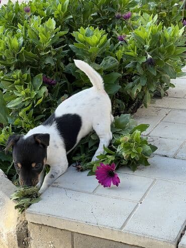 itlerin: Cek rassel teryer, 2 ay, Dişi, Ünvandan götürmə — 2