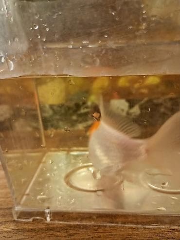 akvarium 120 cm: Oranda, Sülhsevər — 7