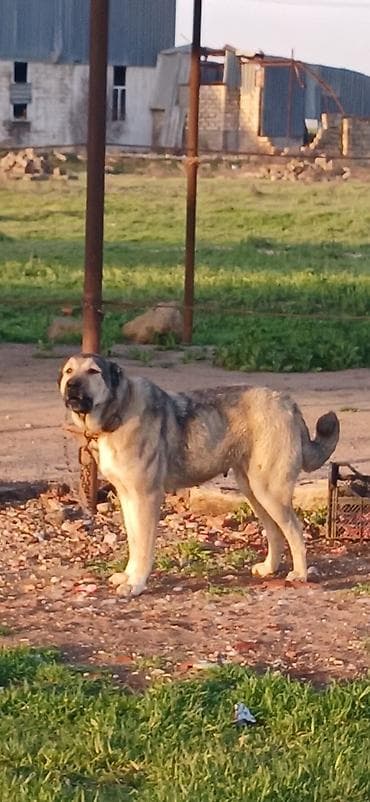 it damlari: Qurdbasar, 2 il, Dişi, Peyvəndli, Ödənişli çatdırılma — 1