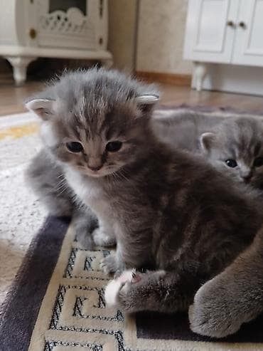 pişiy: Britan — 9