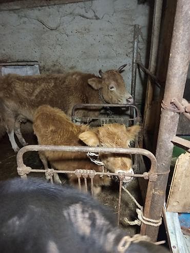 Gəmiricilər: Salam inək satılır balası dişidir özüdə oktyabrın 5kəlin alıb bala ələ — 4