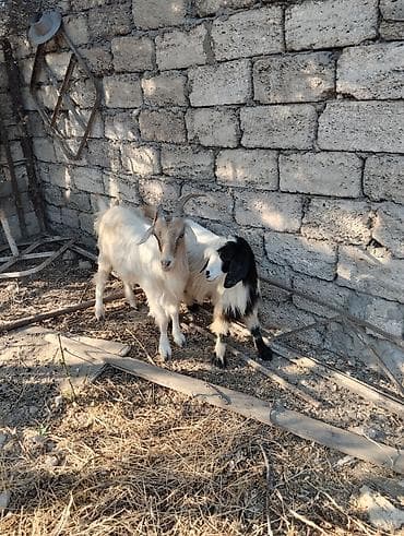 keci sudluk: Satış: 2 baş keçi

- Növ: yerli keçi
Erkey ve dişi — 2