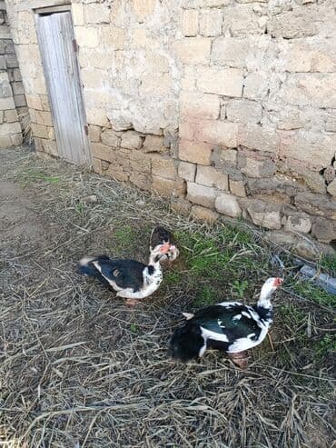 Erkek Lal ördək ünvan kürdəxani öz həyətimin heyvanidi