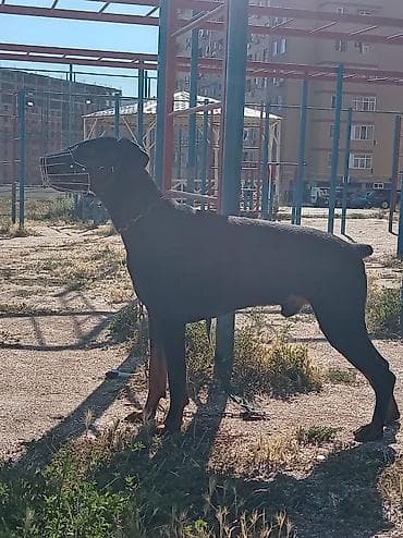 Doberman, 1 il, Erkek, Cütləşmə üçün, Ünvandan götürmə — 4