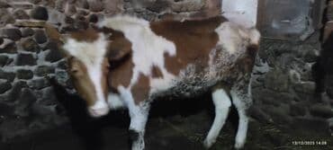 K/t heyvanları və malları: Məhsul: 2 baş iribuynuzlu heyvan (dana/seyir) - Şəkillərdə biri al-yağ — 3