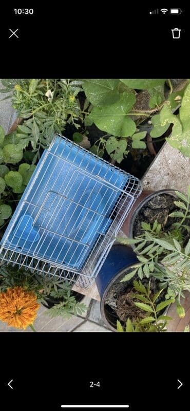 купить клетку для морской свинки: Kiçik ev heyvanları üçün nəzərdə tutulmuş bu qəfəs, ev heyvanınız üçün — 2