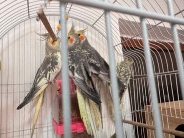 cücə qəfəsi: Nimfa (cockatiel) tutuquşuları – müxtəlif rənglərdə və naxışlarda - — 2