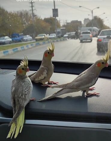 danişan quş: Salam bayram endi̇ri̇mləri̇ davam edi̇r . Bi̇ldi̇rmək i̇stərdi̇mki̇ — 1