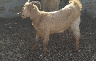 Kök cəpiş dişidir 12,13 kilo əti olar təxmini