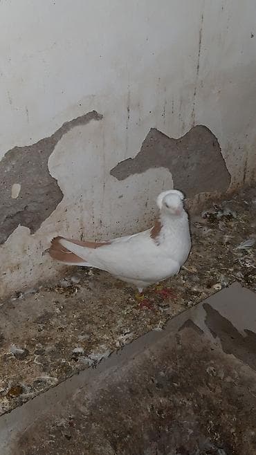 quşlar: Sari boynu qùlùler cute var tekte quyruxunda ax olanda var temizde — 3