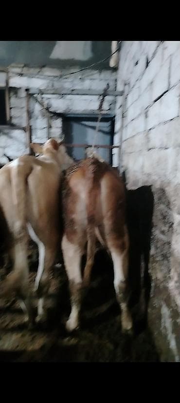 Inəklər, öküzlər: Salam aleykum 2 side cavan düyedi maşallah olsun super düyelerdi 2 — 1