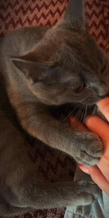 Rus mavi, Erkək, Yaxşı əllərə, Pulsuz çatdırılma