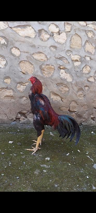 Kənd təsərrüfatı quşları: Xoruz, il: 1, Ödənişli çatdırılma — 2