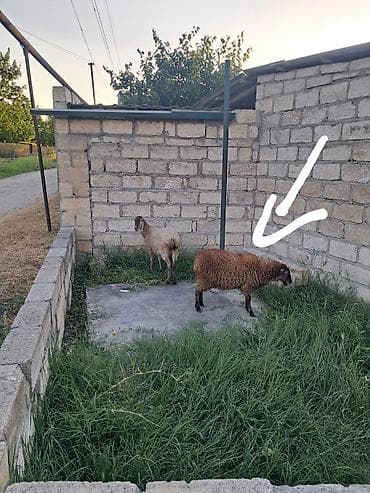 Şəkildəki ana bala çox təcili satılır ucuz qoymuşam qiymətin. quzu lalafo.az -da Şəkildəki ana bala çox təcili satılır ucuz qoymuşam qiymətin. quzu
