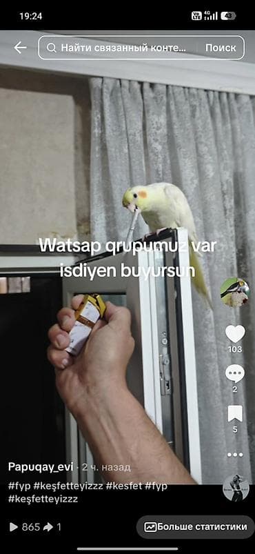 amadin qusu: Watsap qrumuz var papuqay satisi alisi isdiyen buyursun — 1