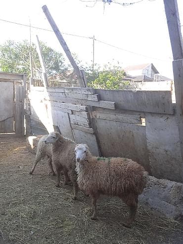 quzu satisi: Erkəy quzular satılır 250 manatdan — 2