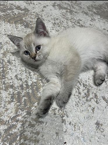 gencede heyvanlar: Siam, Erkək, Yaxşı əllərə, Ünvandan götürmə, Pulsuz çatdırılma, Ödənişli çatdırılma — 2