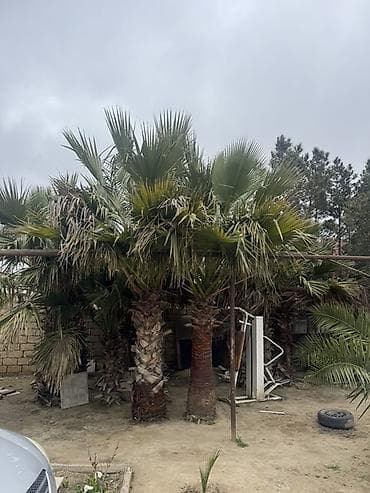 banan ağacı: 10 eded satılır hamsı fıkırı cıddı olan zeng etsın qıymetde razılaşma — 2