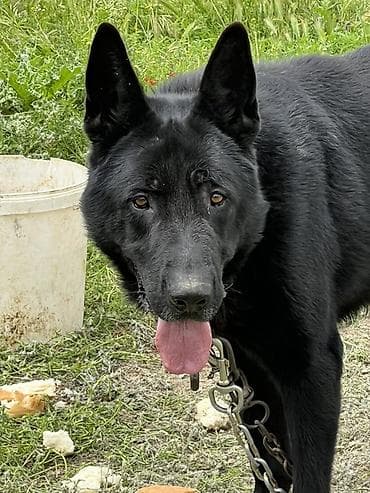 sabuncu it bazarı: Alman çoban iti, 2 il, Erkek, Peyvəndli, Ünvandan götürmə — 1