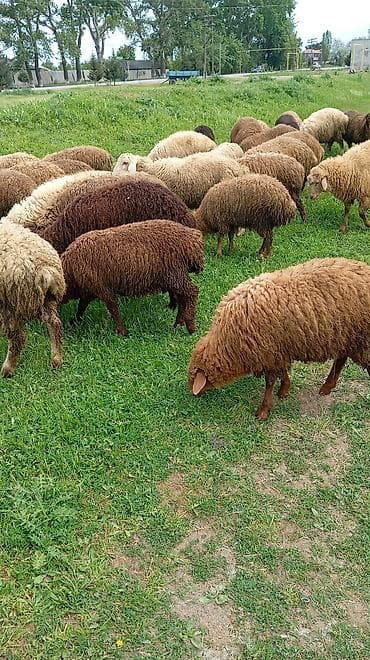 28 den 40 kiloya qədərdiri çeki Erkey heyvanlardı.diri.çeki 10 — 2