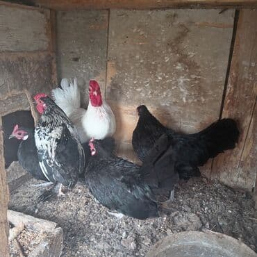 купить цыплят несушек: Курица, Для разведения — 4