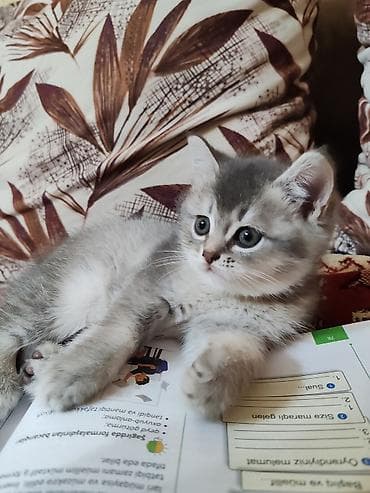 it ucun qurd dermani: Britan, Dişi, Yaxşı əllərə, Ünvandan götürmə — 3