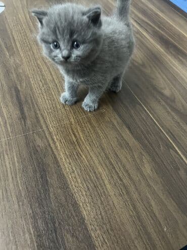 Britan, Erkək, Dişi, Ünvandan götürmə