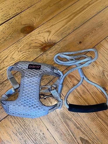 itlerin ucuz qiymete satisi: Satilir 3 ayliqdi peyvəndi bir dəfə vurulub evi və xaltasi ustundə — 5