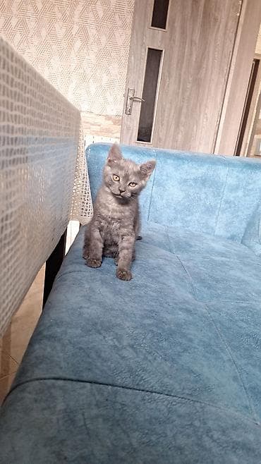 ev itleri: Ciddi alıcılara endirimde var . 5 baladı isteyenler yetinde de baxa — 2
