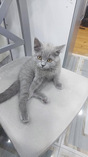 pisik britan: Britan, Dişi, Yaxşı əllərə, Ödənişli çatdırılma — 2