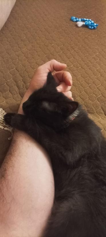 lalafo pişik satışı: Yaxşı əllərə — 2