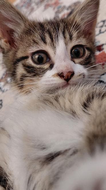 siam pisiyi: Erkək, Ünvandan götürmə — 2