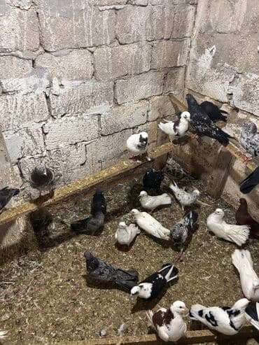 anqut quşu: Məhsul: müxtəlif rəng və naxışlarda ev göyərçinləri Hamisi tutulmadi — 2