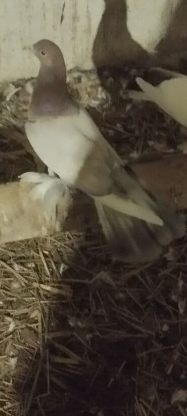 Информатика: Ebreş maya - Növ: dekorativ/ev göyərçini - Rəng: boz-ağ əsas fonda — 2