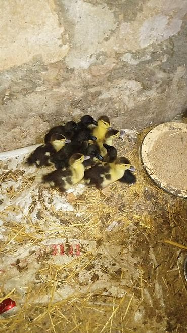 ördək: Muscovy ördəkləri – damazlıq sürü - Növ: Muscovy (hind ördəyi) - — 3