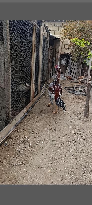 akula sekilleri: Salam aleyküm cins yapon. ag qara olan bir yaş yarim sari cil olan 11 — 3