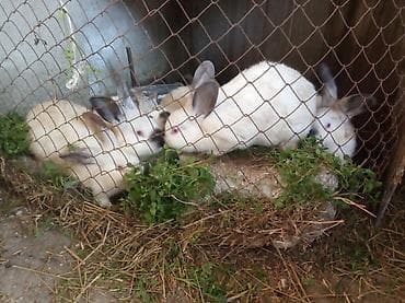 Kaliforniya m 2 xətdi.aprelin 14 üç ayları tamam olur.sec götür ünvan lalafo.az -da Kaliforniya m 2 xətdi.aprelin 14 üç ayları tamam olur.sec götür ünvan