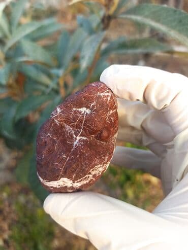 qızılın 1 qramının qiyməti 2022: 💎 Təbii JASPER Daşı😍 Qiymətlə bağlı maraqlananlar zəhmət olmasa — 2