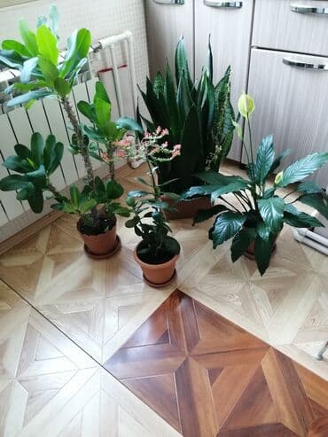 gül və çiçək adları: Otaq bitkiləri dəsti – 4 ədəd Rayona getdiyimiz üçün satırıq. Çiçək — 7