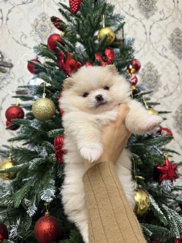 pug iti qiymeti: Şpitz, 1 ay, Erkek, Pulsuz çatdırılma — 4