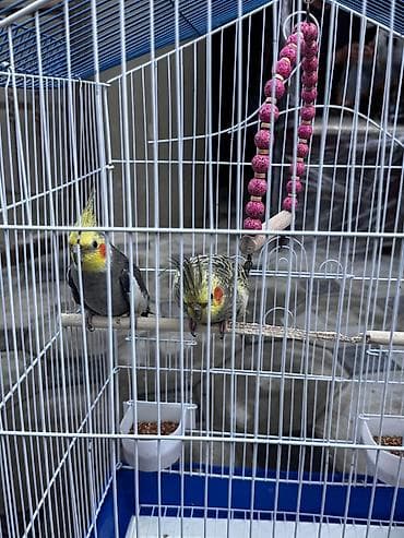 ev dovşan: Nimfa (Cockatiel) cütlüyü və qəfəs dəsti - Növ: Nimfa tutuquşusu — 3