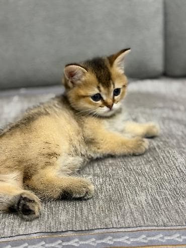 gence heyvan: Şinşilla, Erkək — 4