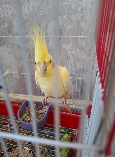 попугай корелла: Satilir. saglam oynagan cut karella. erkek disi 9 ayliqdilar. ev — 5