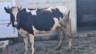 südlük inək: Birinci qarına doğub balasız satılır Sağım aparatla satılır — 1