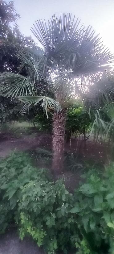 Dekorativ xurma/palma ağacı – fanşəkilli yarpaqlı - Növ: Trachycarpus — 1