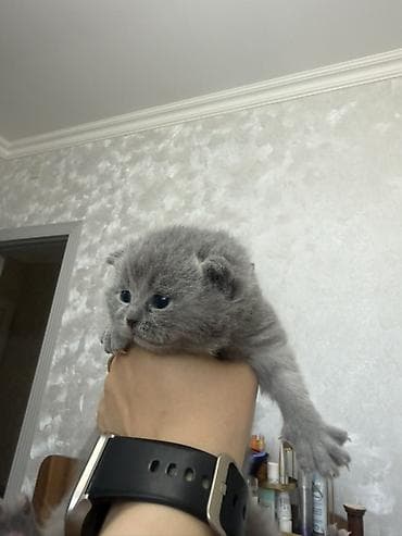 pişik yarım tip: Britan, Dişi — 7