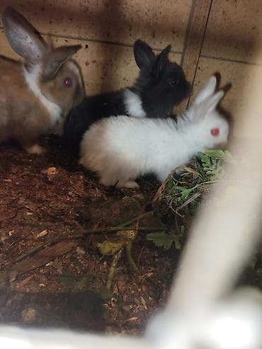 it balalari satilir: Karlik katolik qalmadı Dovşanlar satılır artirmağa əla fürsətdi — 1